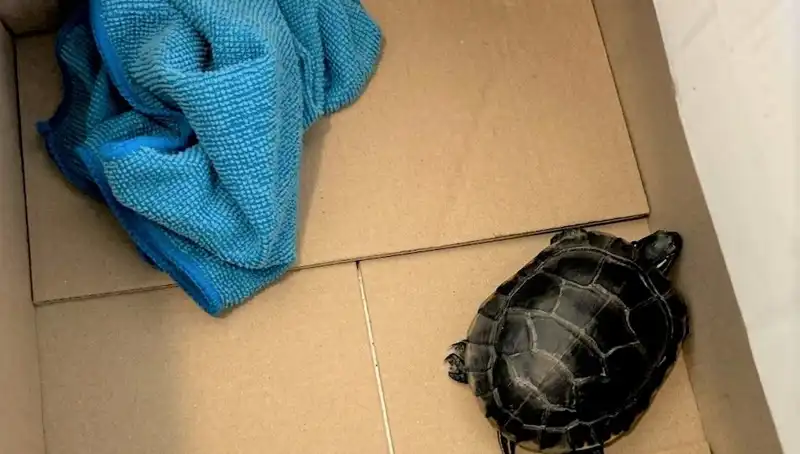 Havalimanında Yolcunun Pantolonundan Kaplumbağa Çıktı: İnanılmaz Olay!