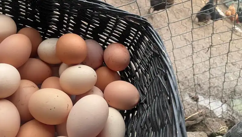 Okulların Açılması, Mayıs Çukuru'nun Problemlerini Çözebilir: Ucuz Protein Zamanı