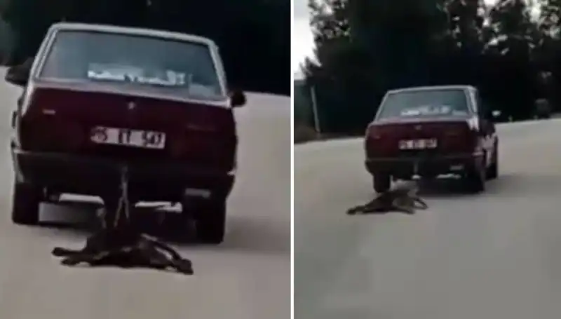 Aracın Arkasına Bağlanan Köpeğin Sırtında Sakinlik Süresi: İnsani Değerler Nereye Gidiyor?