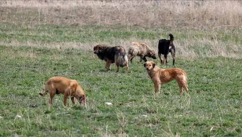 Ankara'da Sahipsiz Köpek Kararına 71 Bin Lira Ceza Getirildi!