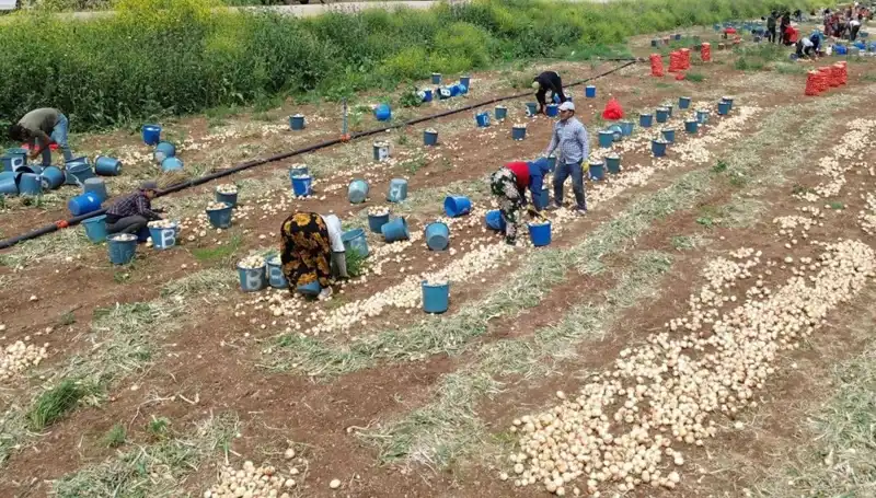 Soğan Hasadı Başladı: Fiyatlar Neden Düşüşe Geçti?