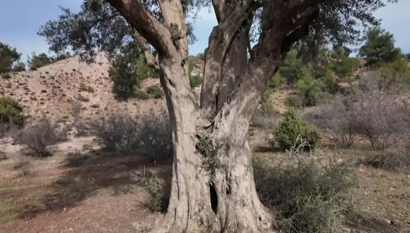 800 Yıllık Tarih: Zeytin Ağacı Nasıl Korunuyor?