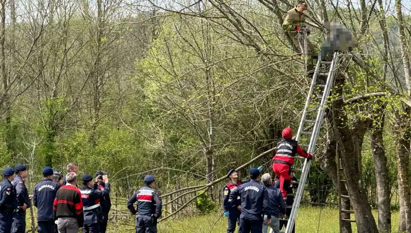 Ağaç Budarken Kalp Krizi Geçiren Bahçıvanının İfadesi: Duygulandıran Hikaye