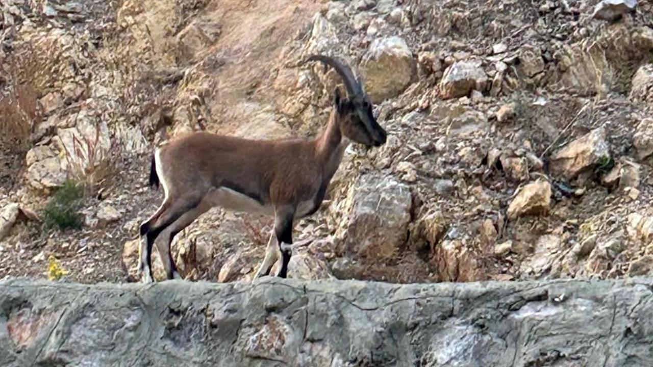 Yaban keçisini avlayan kişiye rekor ceza
