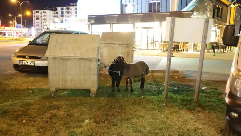 "Mor Karaman" Koyunları Yolda Kaldı: Hayvan Hakları Çağrısı