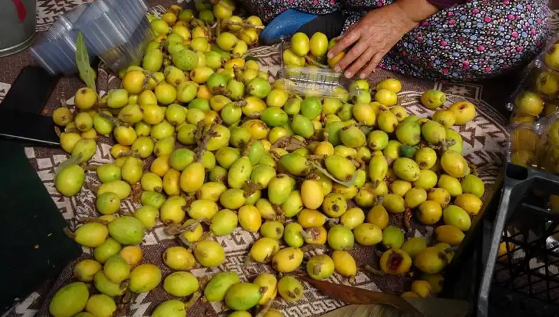 Muşmula Hasadı Başladı: Kilosu 150 TL ile Pazarları Sarstı!