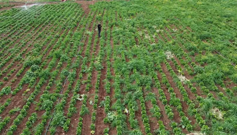 Marul Hasadında Küresel Kuraklığın Yol Açtığı Sorunlar