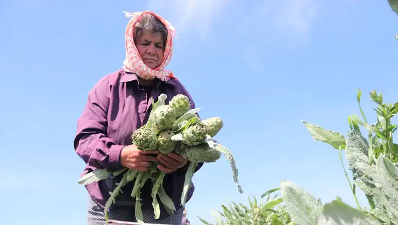 Türkiye'de Patates Fiyatları Yükseliyor: Tarladan Sofralara 50 TL’ye Geliyor