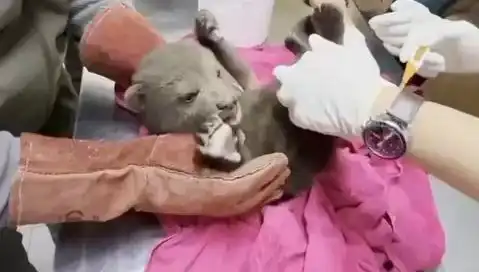 Karabük'te Yavru Bozayı İhmal Edilmedi, Doğaya Kazandırılıyor!