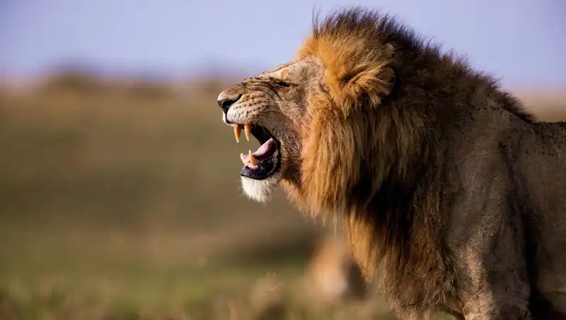 14 Yaşındaki Kızın Aslan Saldırısında Hayatını Kaybetmesi Şok Edici Detaylarla Gündemde