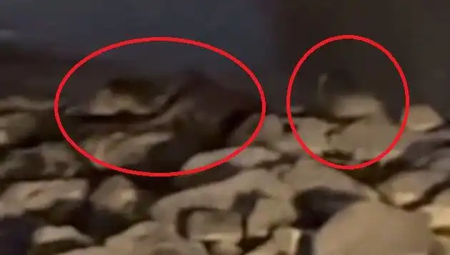 Diyarbakır'da Nesli Tükenmekte Olan Üç Canlı Tespit Edildi!
