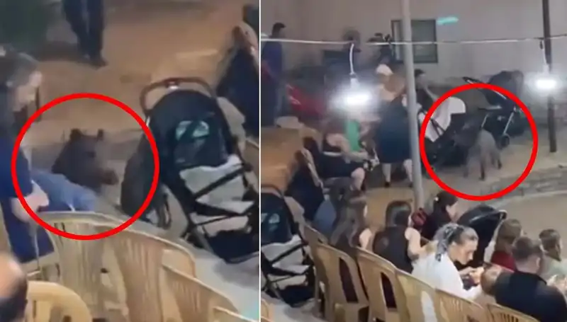 Düğün Töreninde Yaban Domuzu Paniği: Konuklar Kaçıştı!