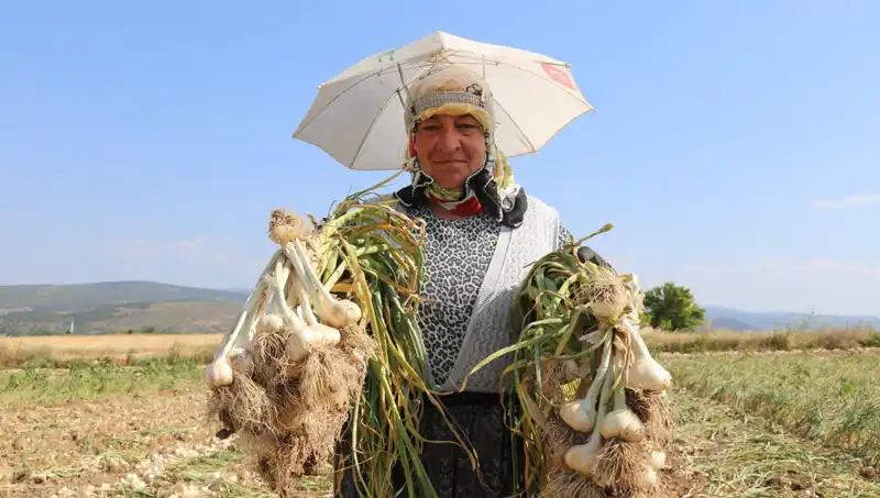 Kavurucu Sıcağın İçinde Günlük 1200 TL Kazanan İşçiler
