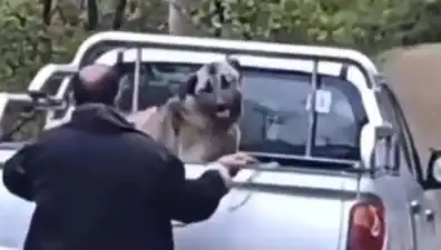 Trabzon'da Şoke Eden Olay: Köpeği Halatla Döven Şahıs Yakalandı