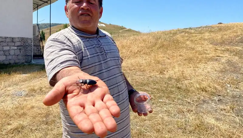 Sivas'ta Görülen Bu Böceği Öldürmenin Cezası 557 Bin TL