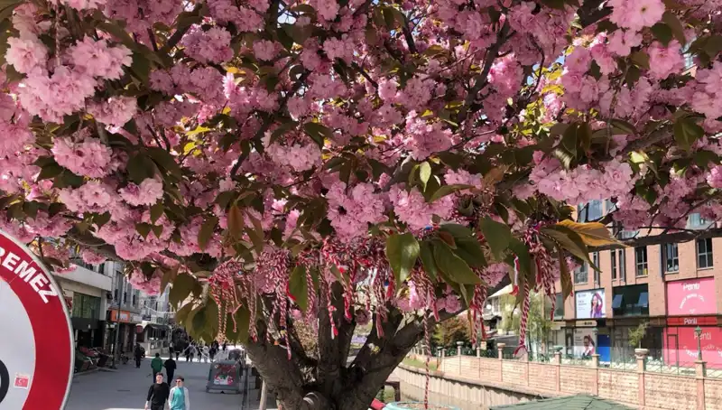 Süs Erik Ağacına Bağlanan Martenitsa Geleneği Nedir?
