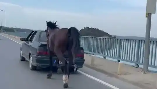 Adana'da Tarihi Bir Olay: Ata Eziyet Eden Kişi Tutuklandı