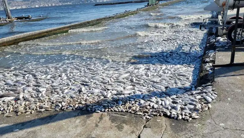 İzmir Körfezi'nde Ekolojik Dönüşüm: Yeni Bir Proje Hayata Geçiyor