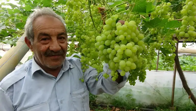 Zirai Don Etkisi: İlk Meyve Ürünleri 250 TL'den Satışa Sunuluyor