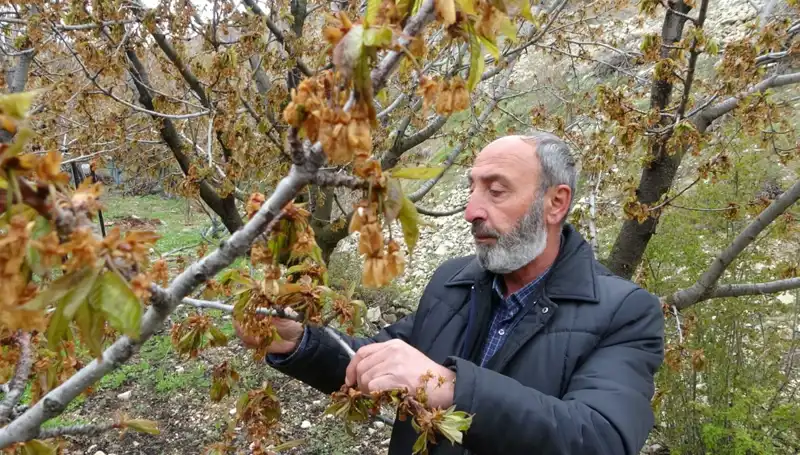 Zirai Don Alarmı: Albastı Kirazı Üreticileri Büyük Kayıp Yaşıyor