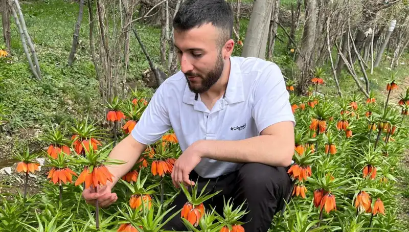 Ağlayan Gelin: Efsanevi Çiçek ve Yüksek Ceza ile Koruma Altında