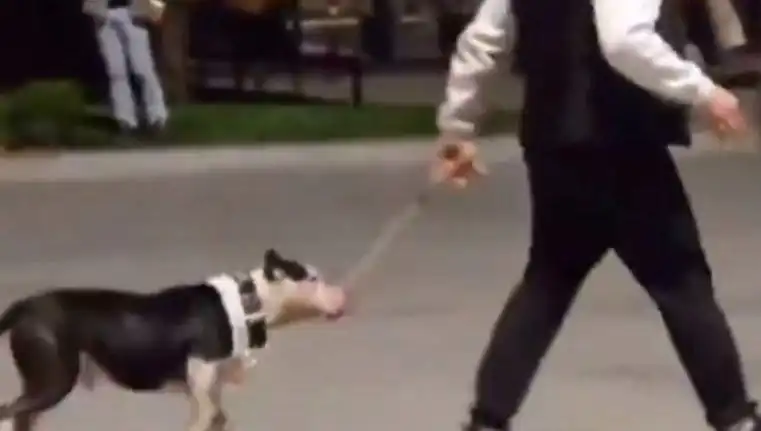 Ağızlıksız Pitbull, Diğer Köpekleri Saldırıya Uğrattı: Sahibine Ceza!