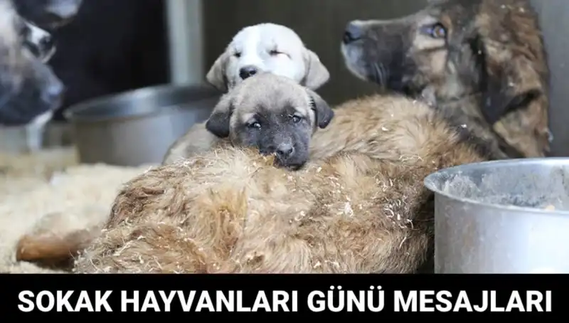 Dünya Sokak Hayvanları Günü 2023: Hayvanlar İçin Birleşme Zamanı Geldi