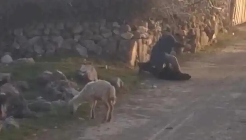 Koyunlara Eziyet Eden Kişi Yerel Polis Tarafından Gözaltına Alındı