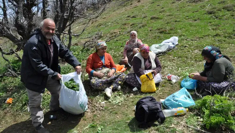 Kilosu 250 Lira: Yüzlerce Ailenin Geçim Kaynağı Olmuş Kızılcık Toplama Serüveni